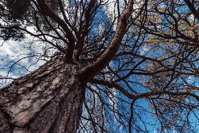 Old Mill State Park