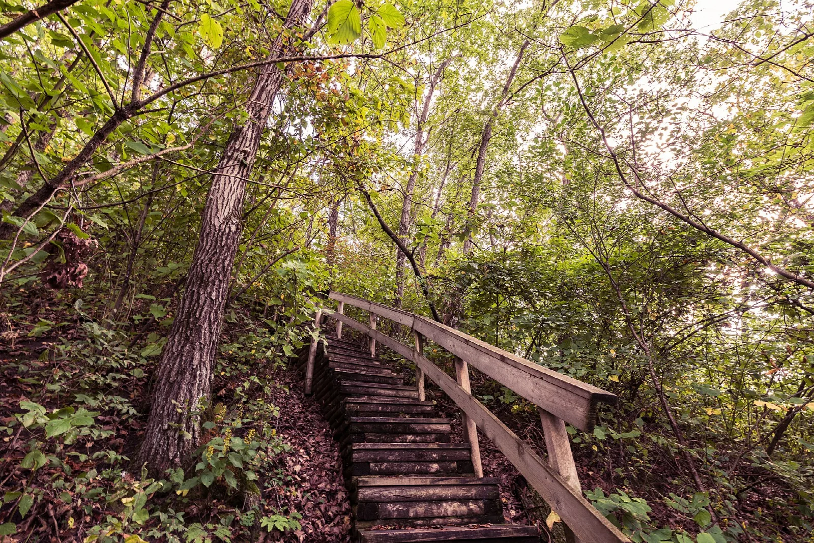 Wooden staircase with a railing running up through woods