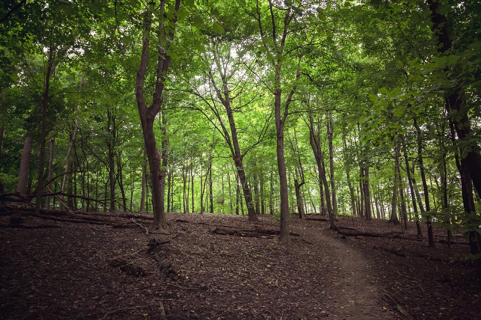 Dirt trail through green woods