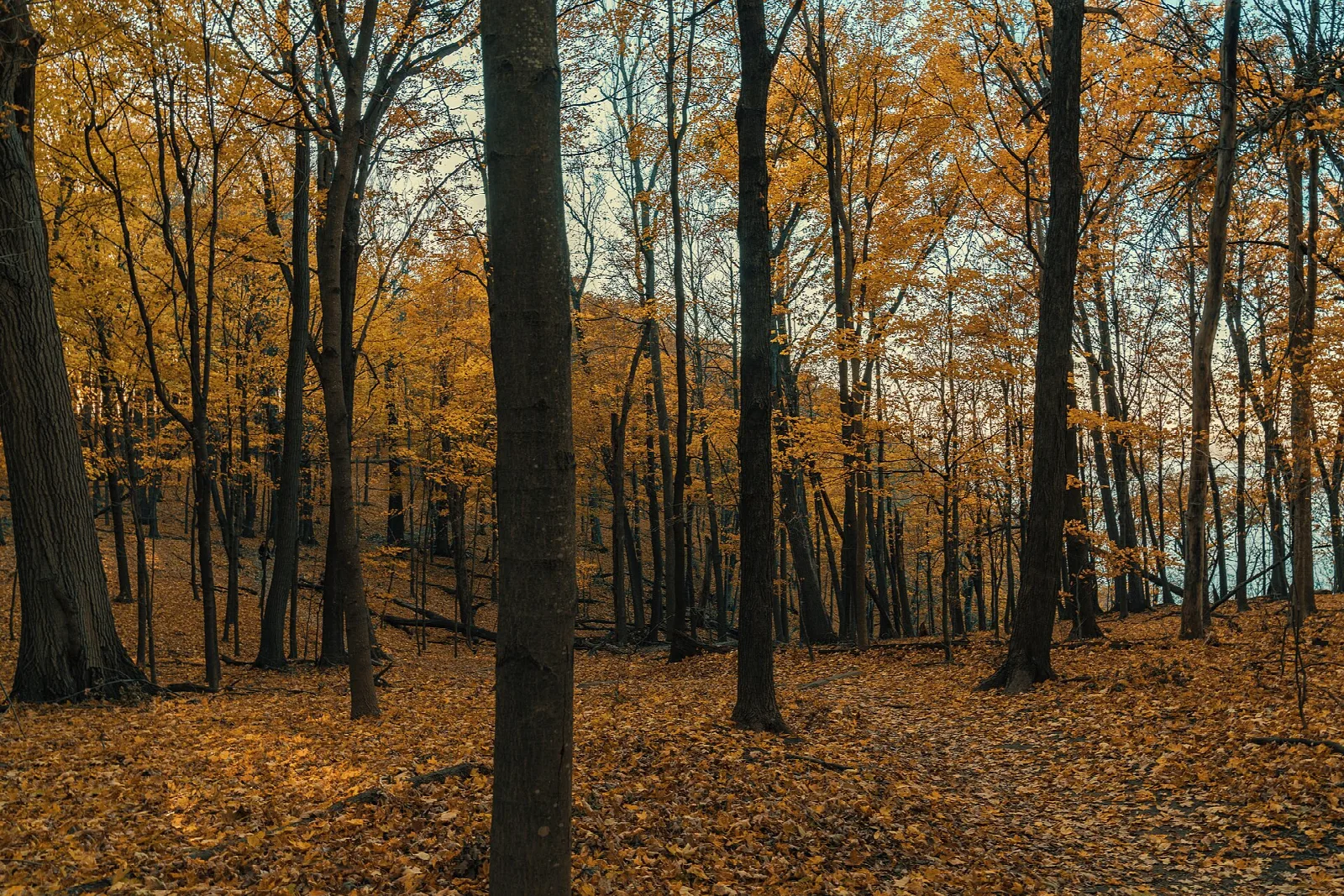 Hiking trail through autumn woods with orange leaves on the ground