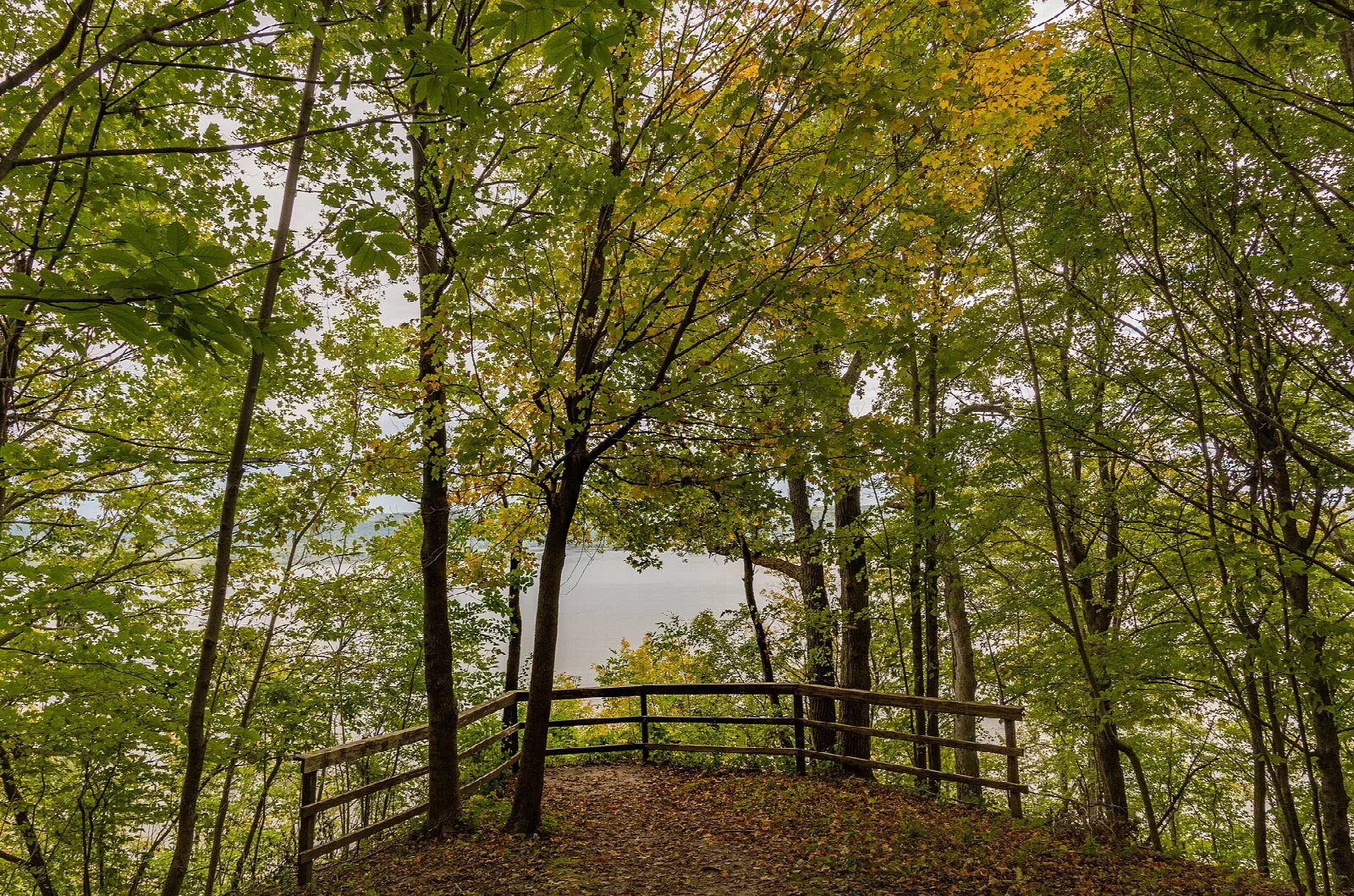 Wooden railing at a lookout among green trees