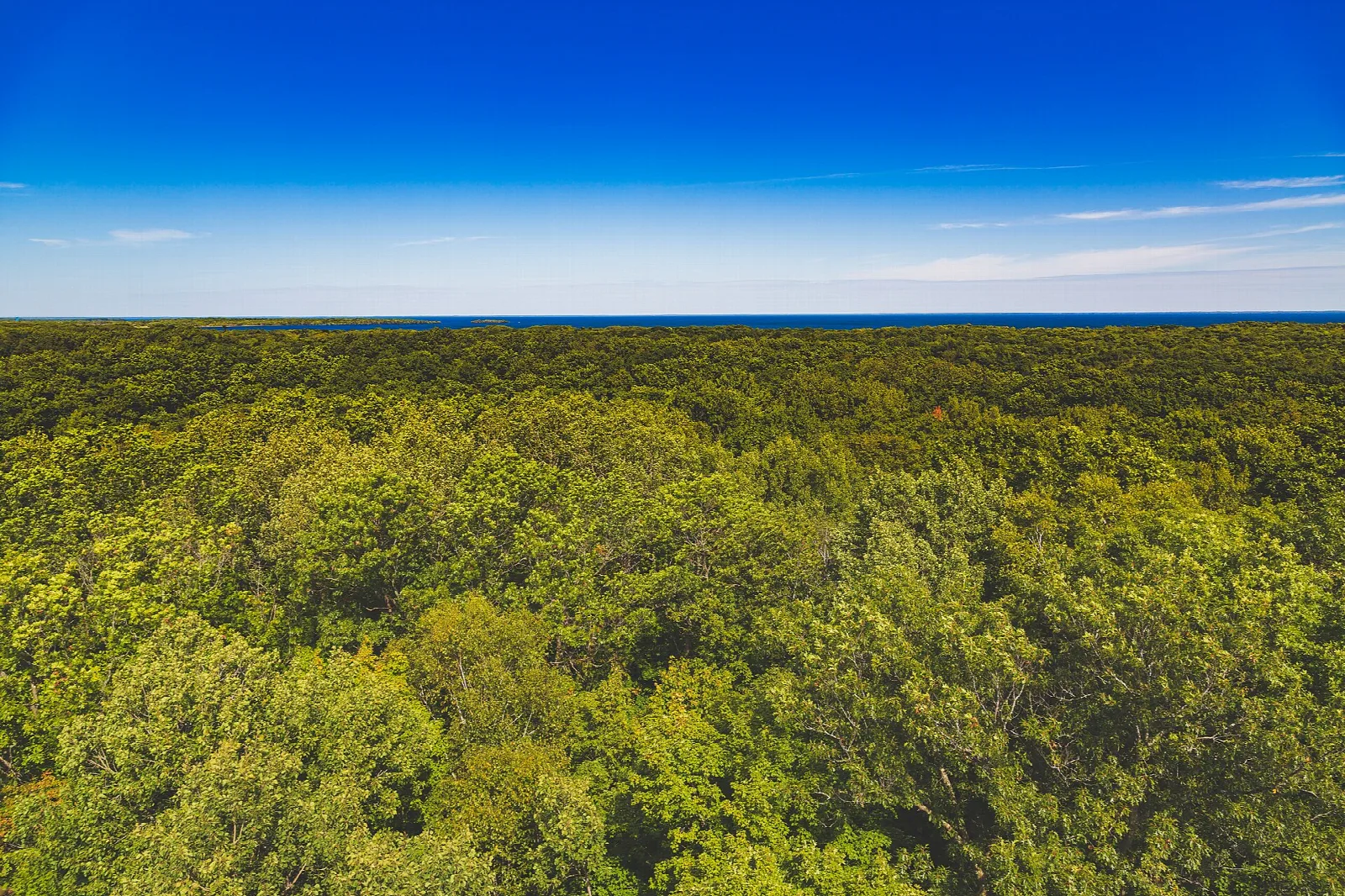 Forest canopy stretching to the horizon under a deep blue sky