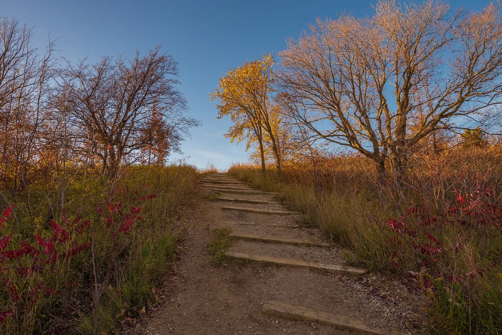 Dirt trail with log steps through autumn grass and trees