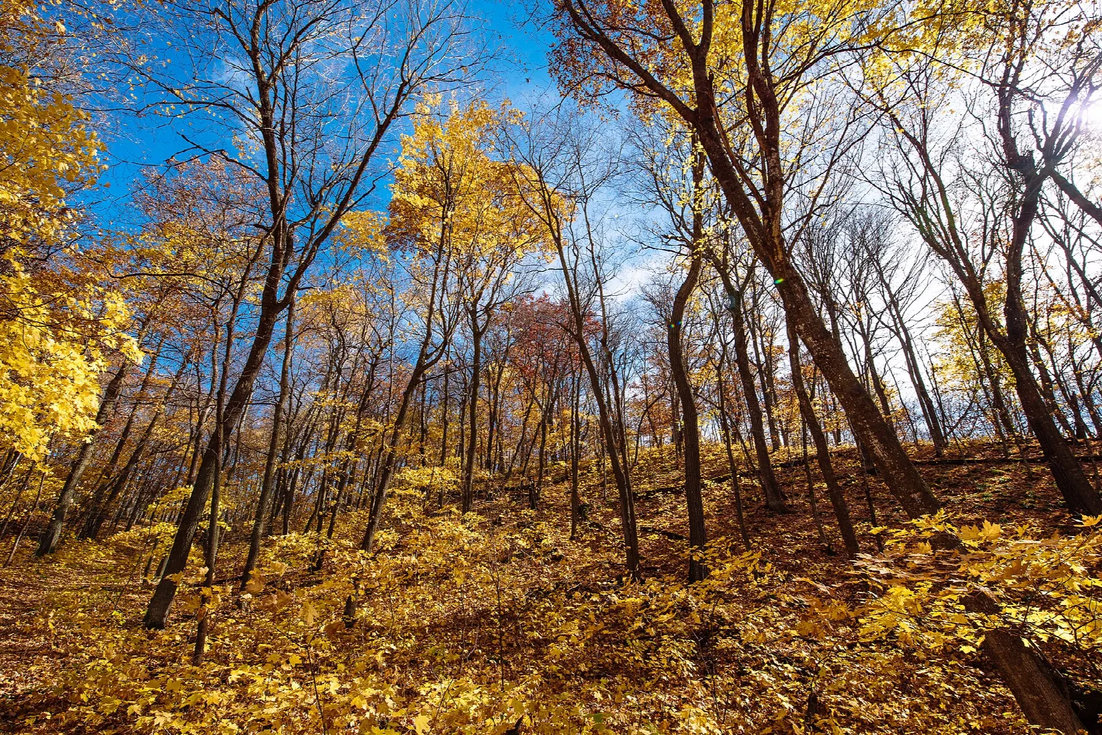 Yellow leaves and tall bare trunks along a woodland trail