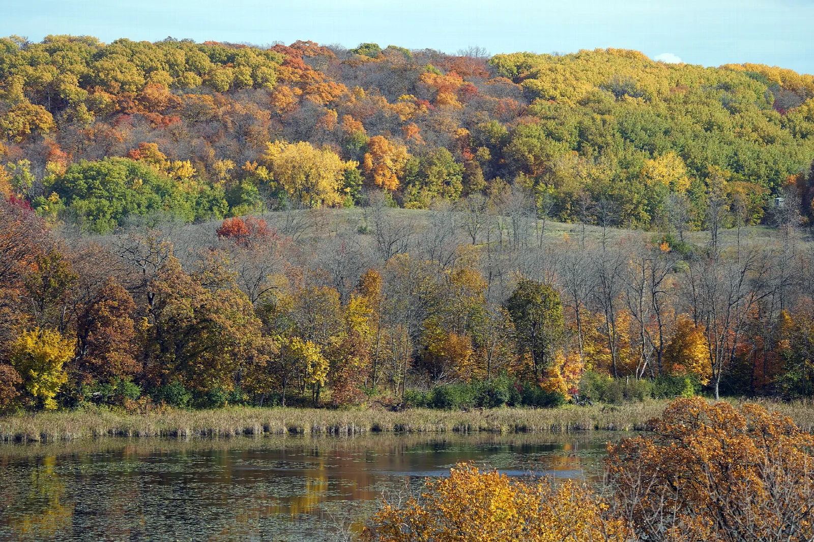 Autumn hillside above a pond with reeds