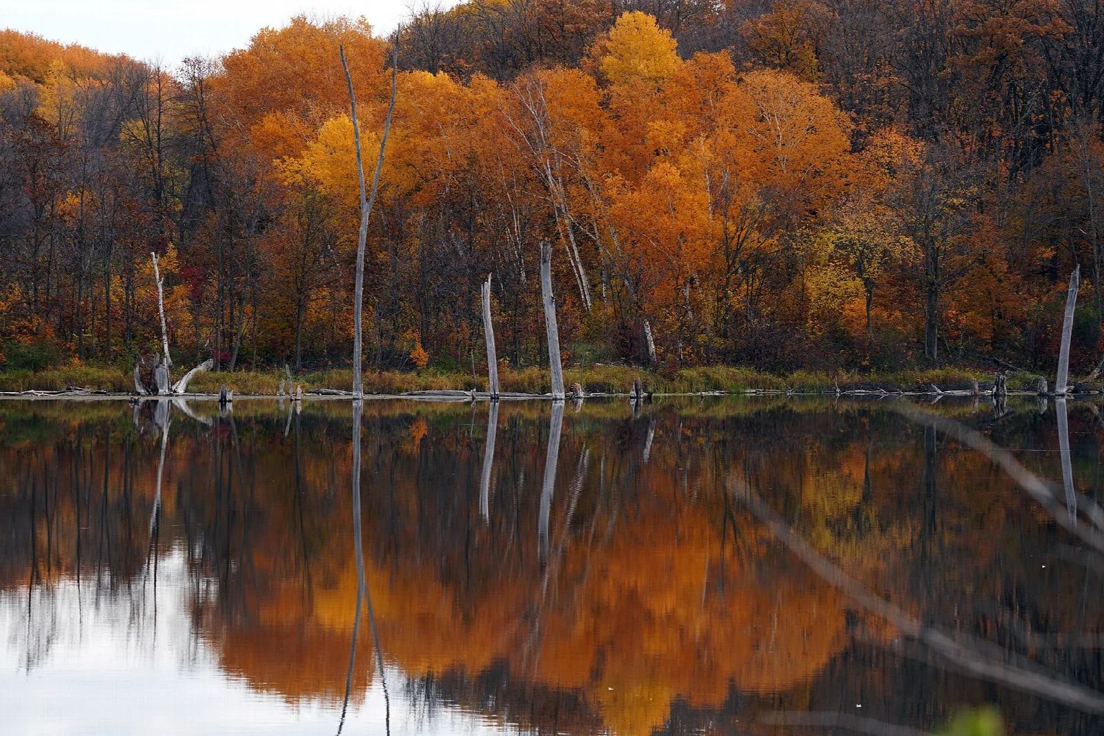 Orange autumn trees reflected in still water