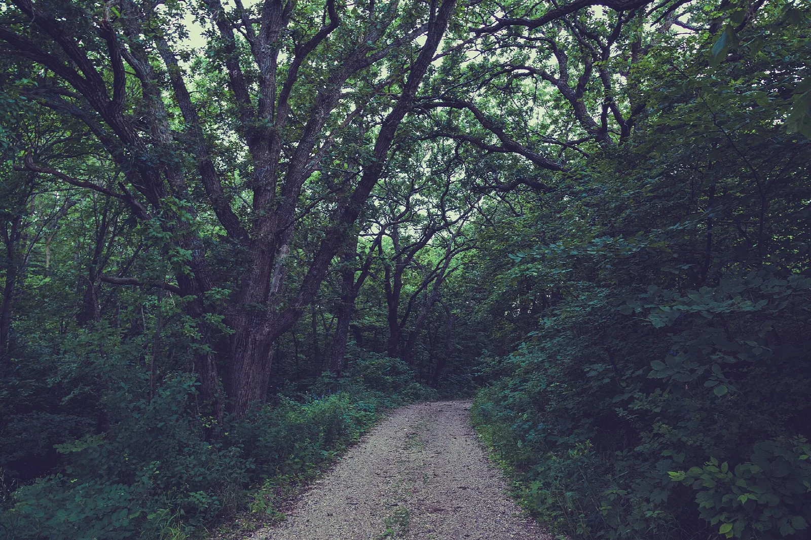 Gravel trail under a canopy of trees