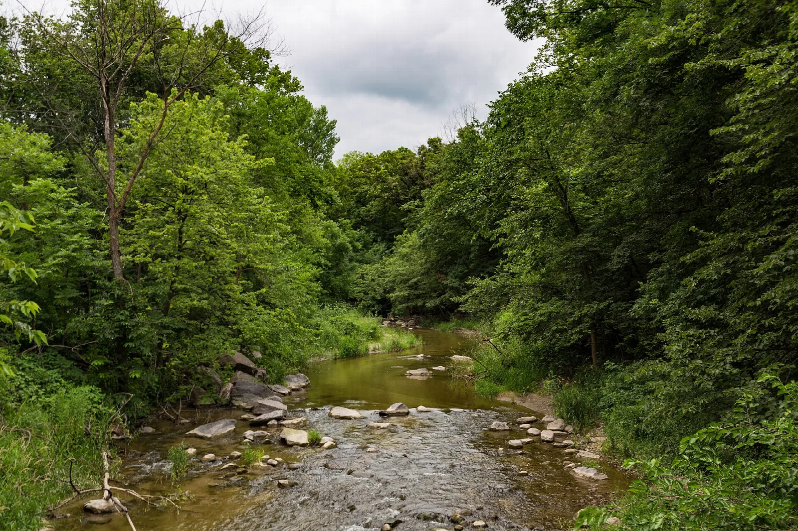 Rocky creek running through green woods