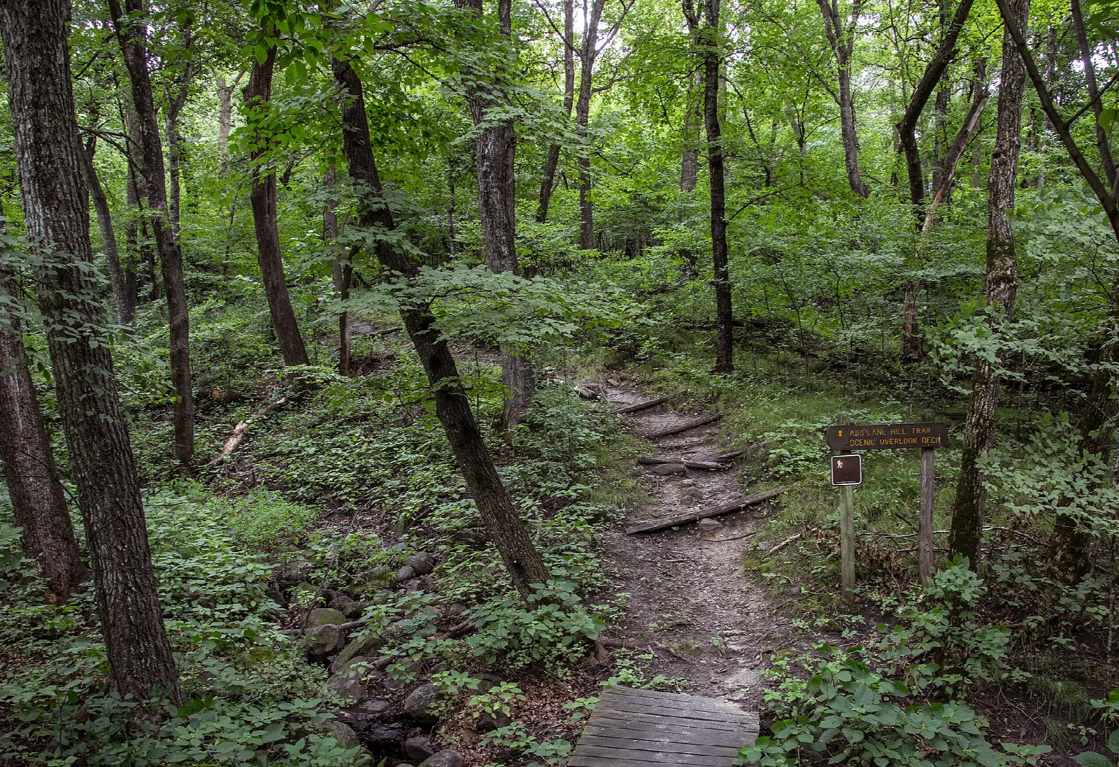 Stepped dirt trail through green woods