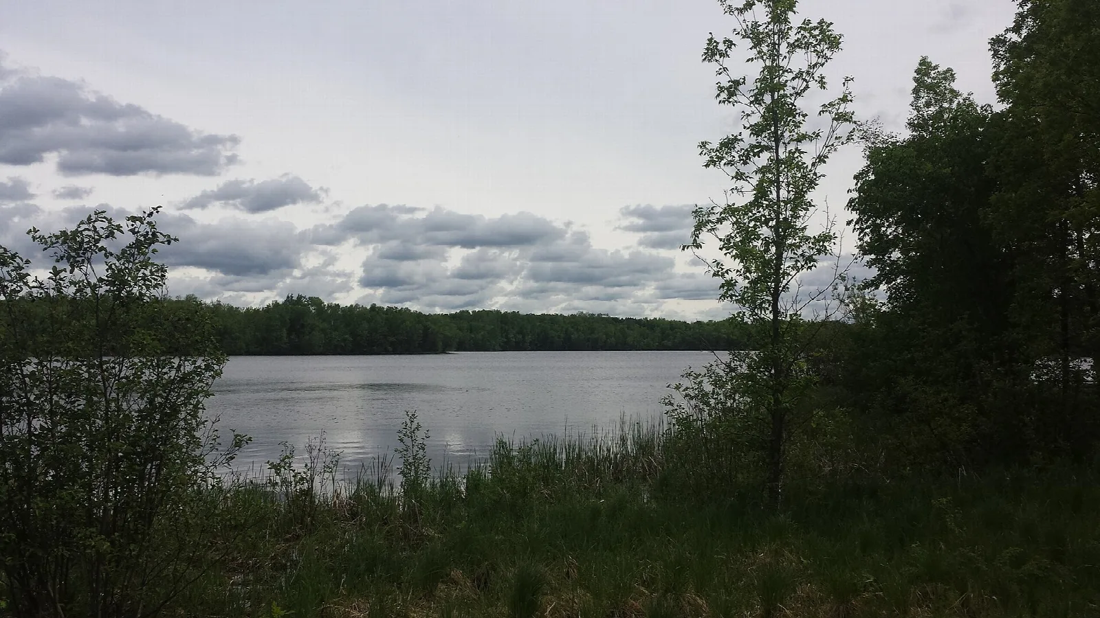 Calm lake with reeds and trees along the shore under a cloudy sky