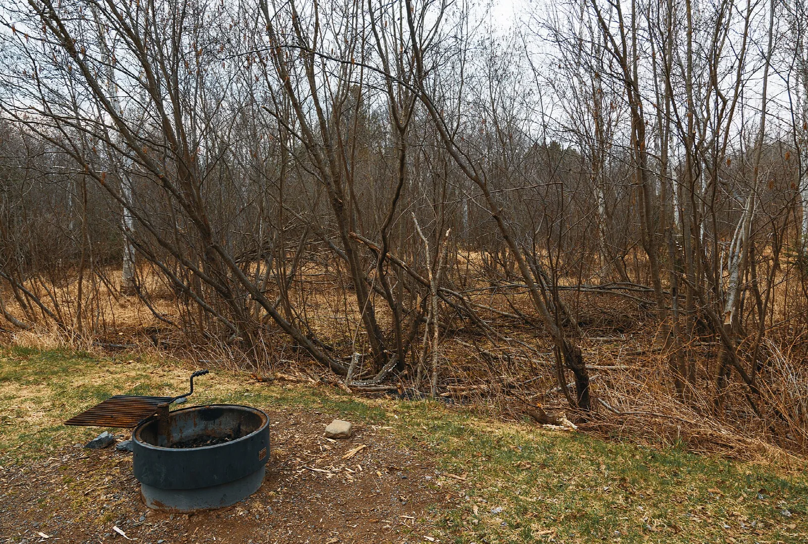 Campsite with a metal fire ring and bare trees in spring