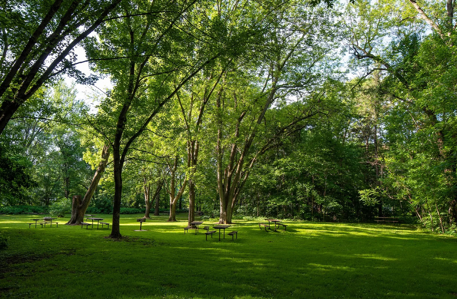 Shaded green lawn with picnic tables under tall trees