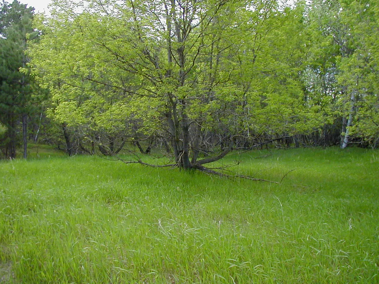 Green meadow with a spreading tree at the edge of woods