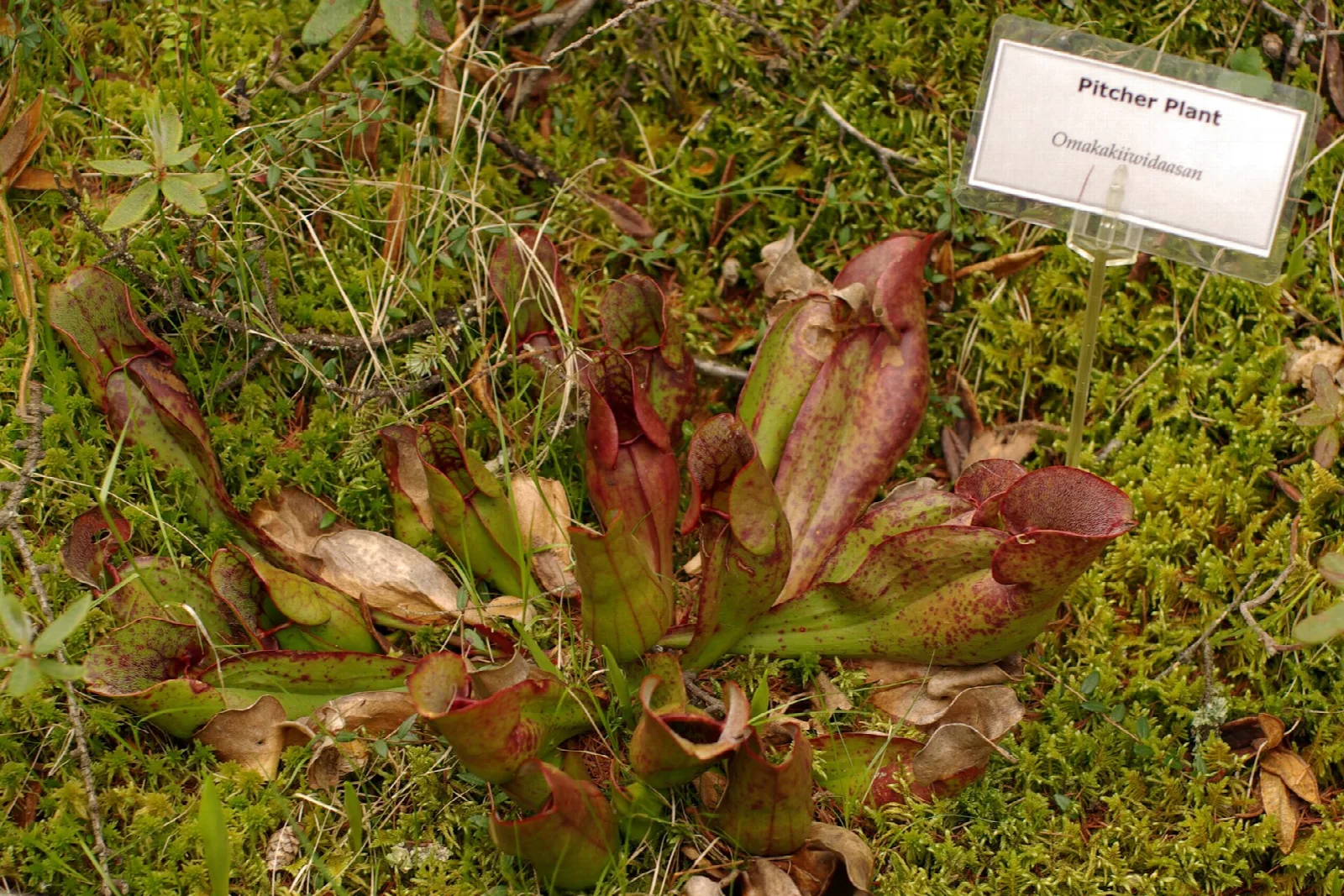 Purple pitcher plant growing in moss with a small label sign