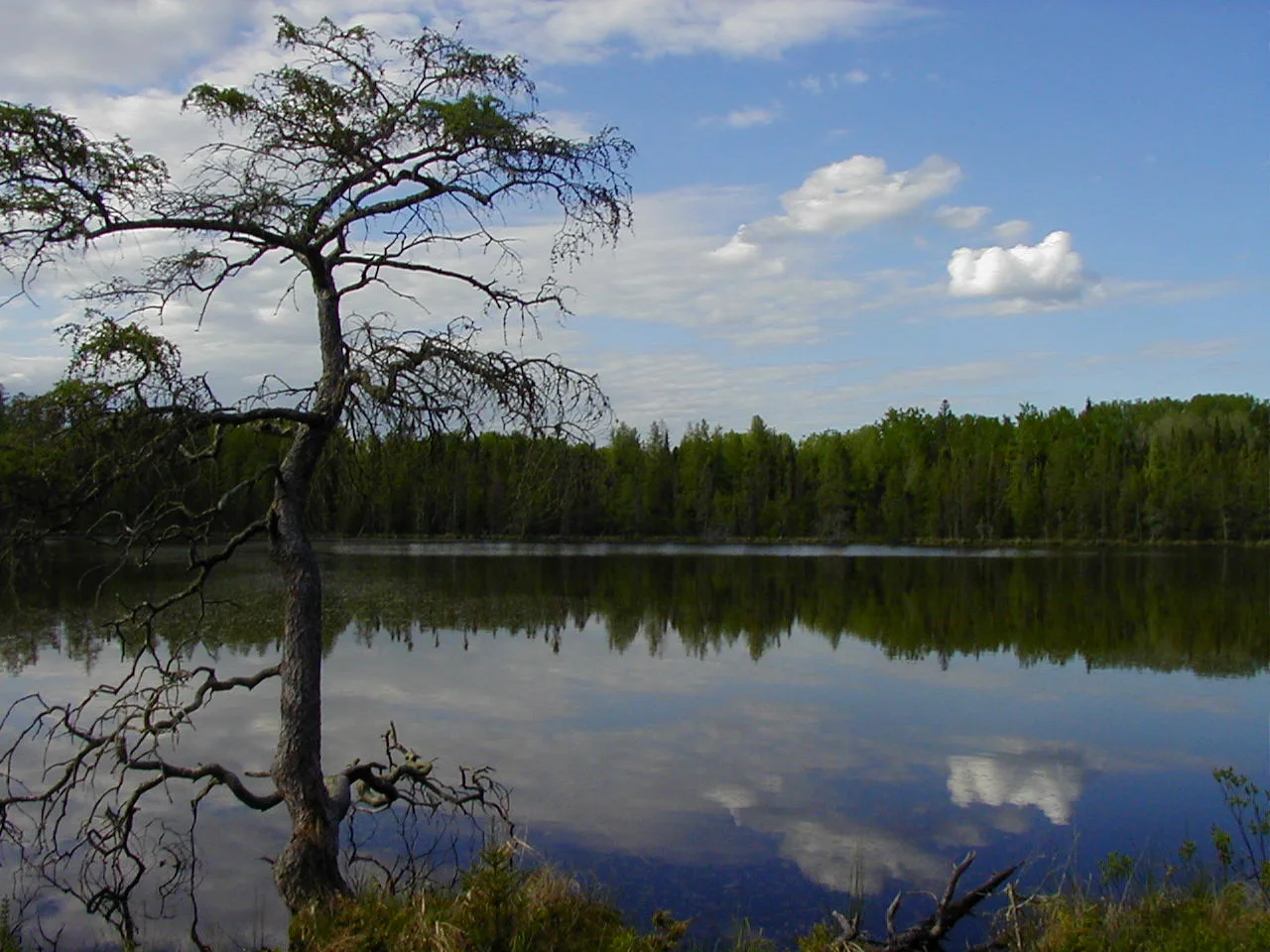 Still lake with a bare tree and evergreen shoreline reflected in the water