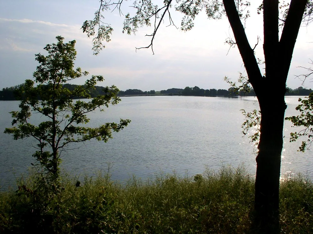 Calm lake seen through trees with tall grass along the shore