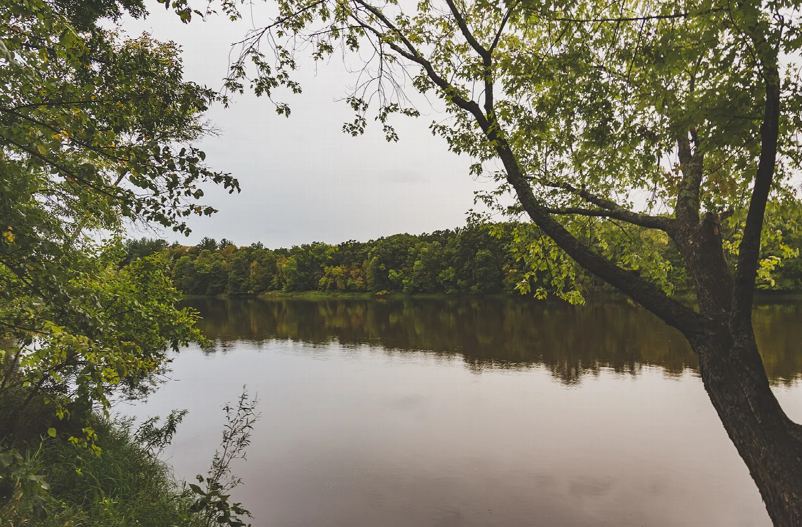 River bending through green trees under a gray sky