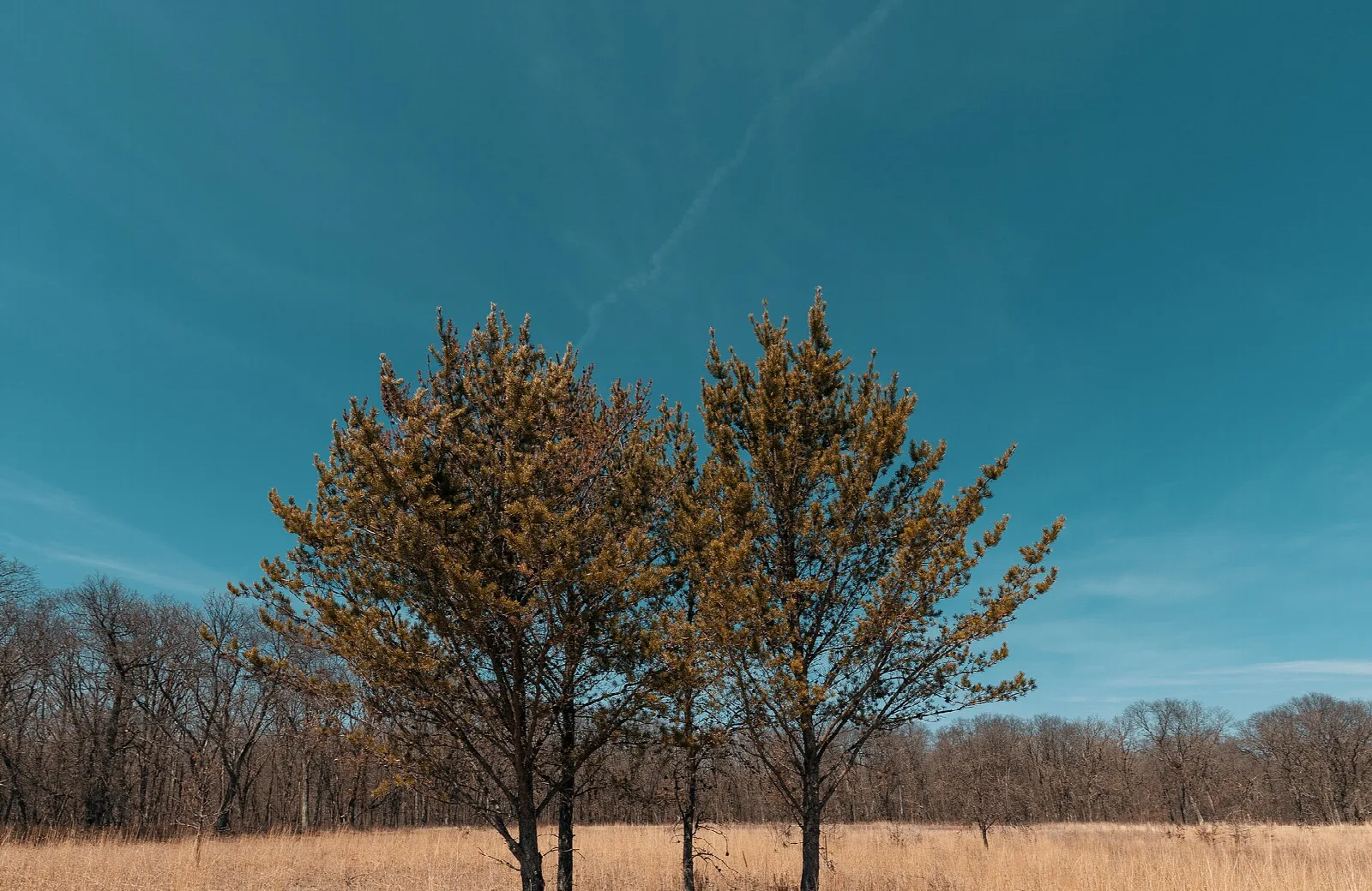 Two trees standing in a prairie of dry grass under a blue sky