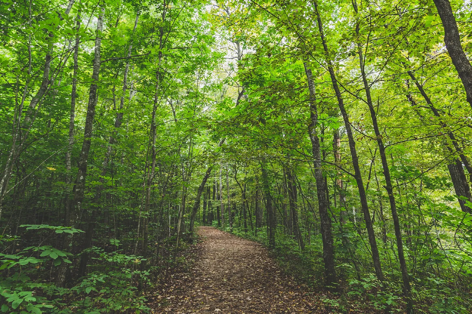 Dirt trail through bright green woods
