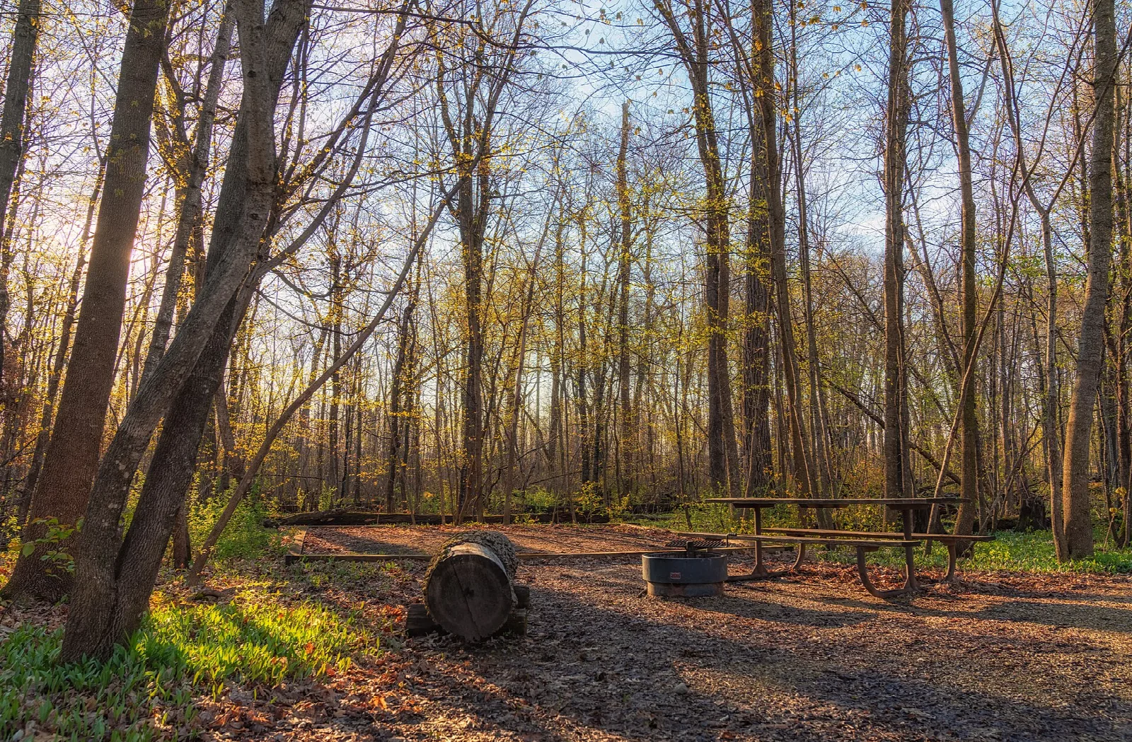 Campsite with a picnic table and fire ring in open woods