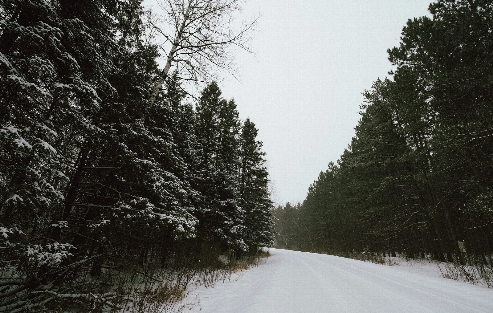 Snowy road lined with dark pines