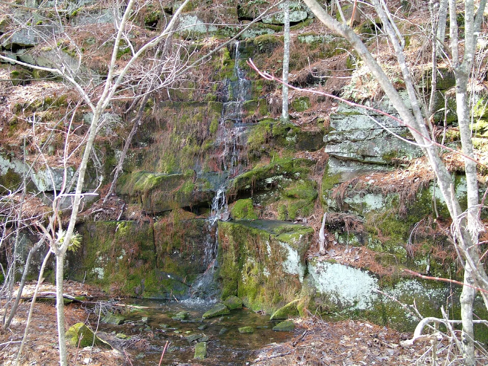 Moss-covered rock wall with a thin stream of water and bare trees
