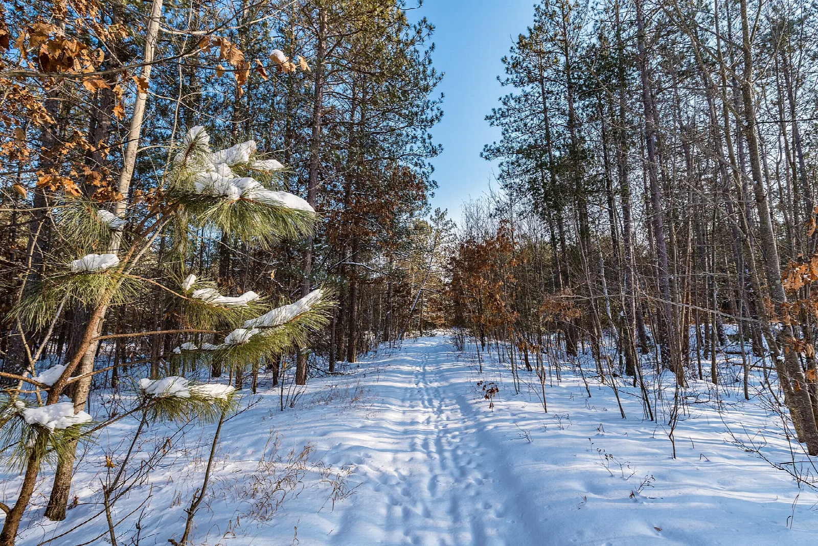 Snow-covered trail through pine and birch woods