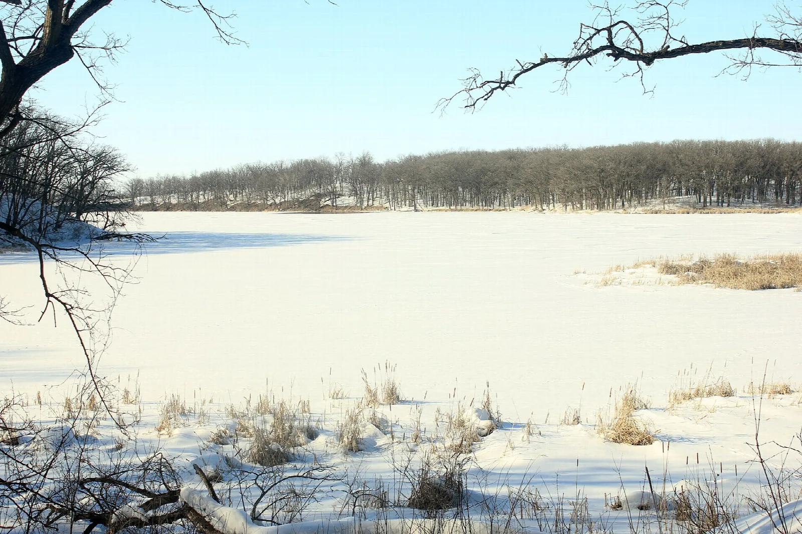 Frozen lake and tree line under a clear sky in winter