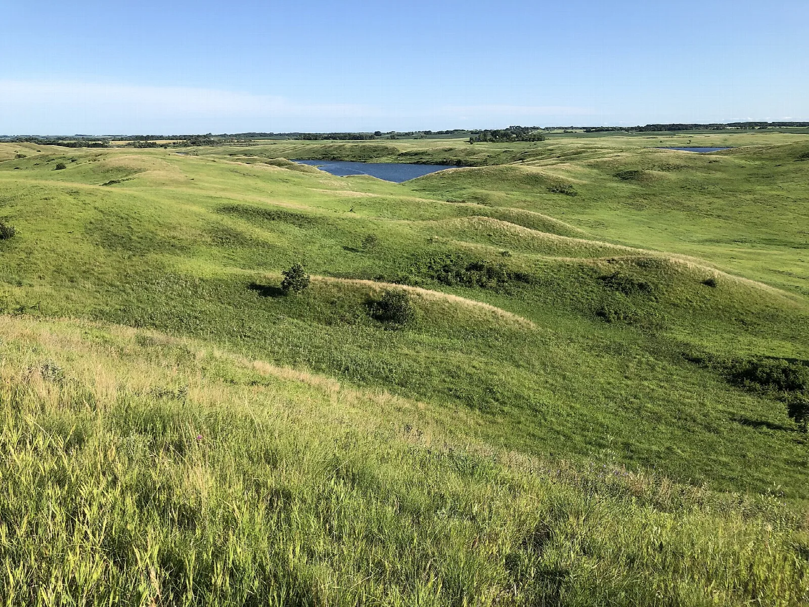 Green rolling prairie hills under a blue sky