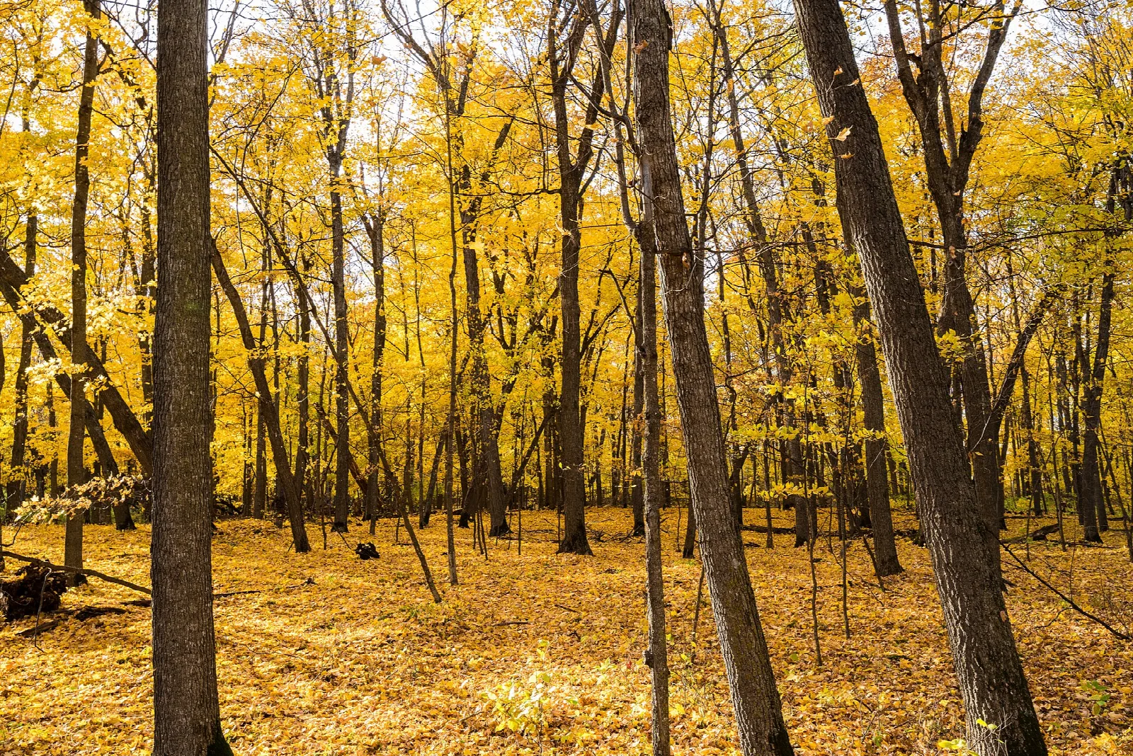 Forest of golden yellow trees with fallen leaves on the ground