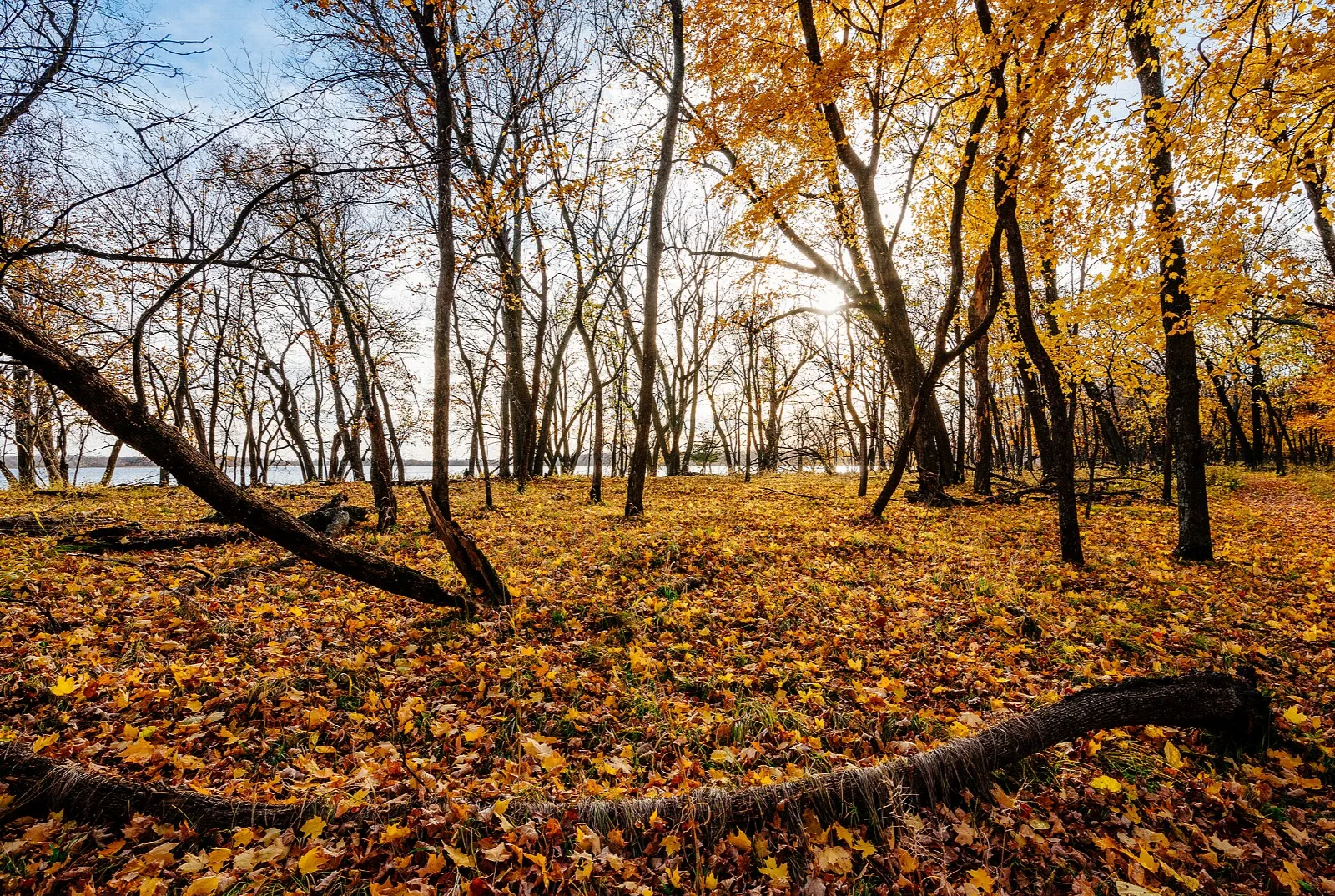 Fallen orange leaves under bare trees in autumn woods