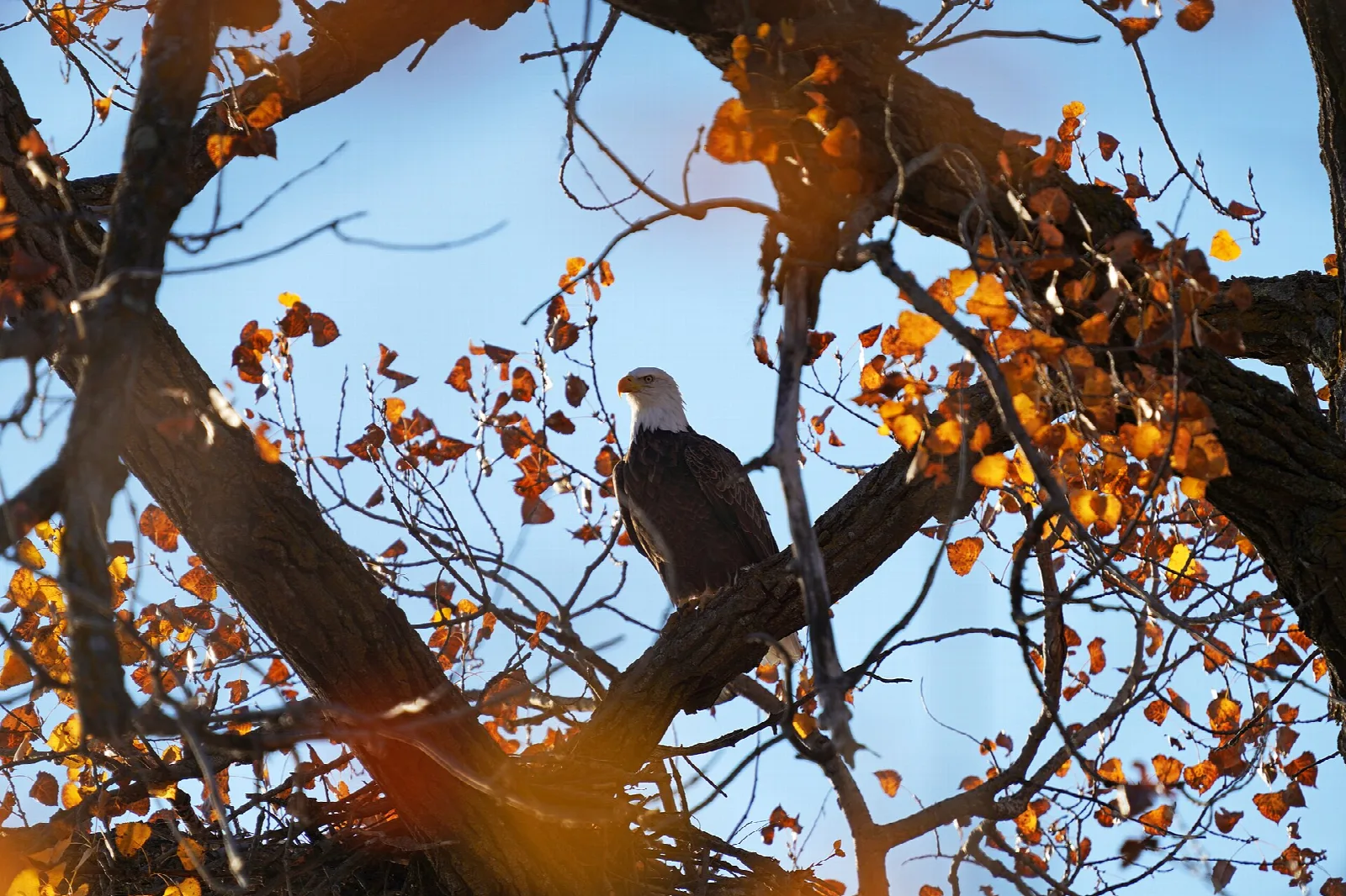 Bald eagle perched in a tree with autumn leaves