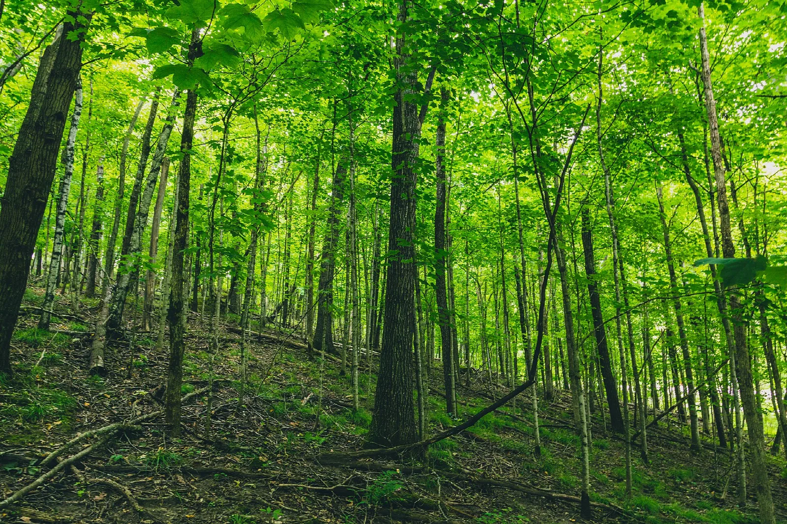 Bright green hardwood forest on a hillside