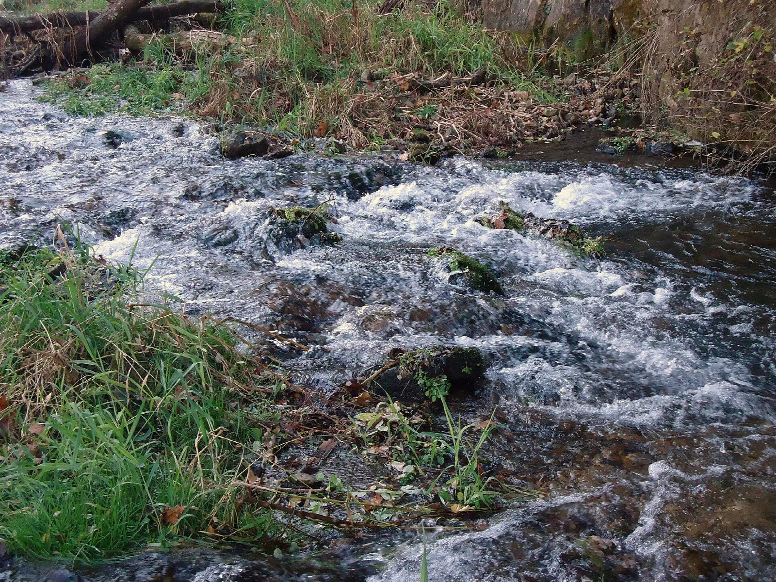 Small rapids on a stream with grassy banks