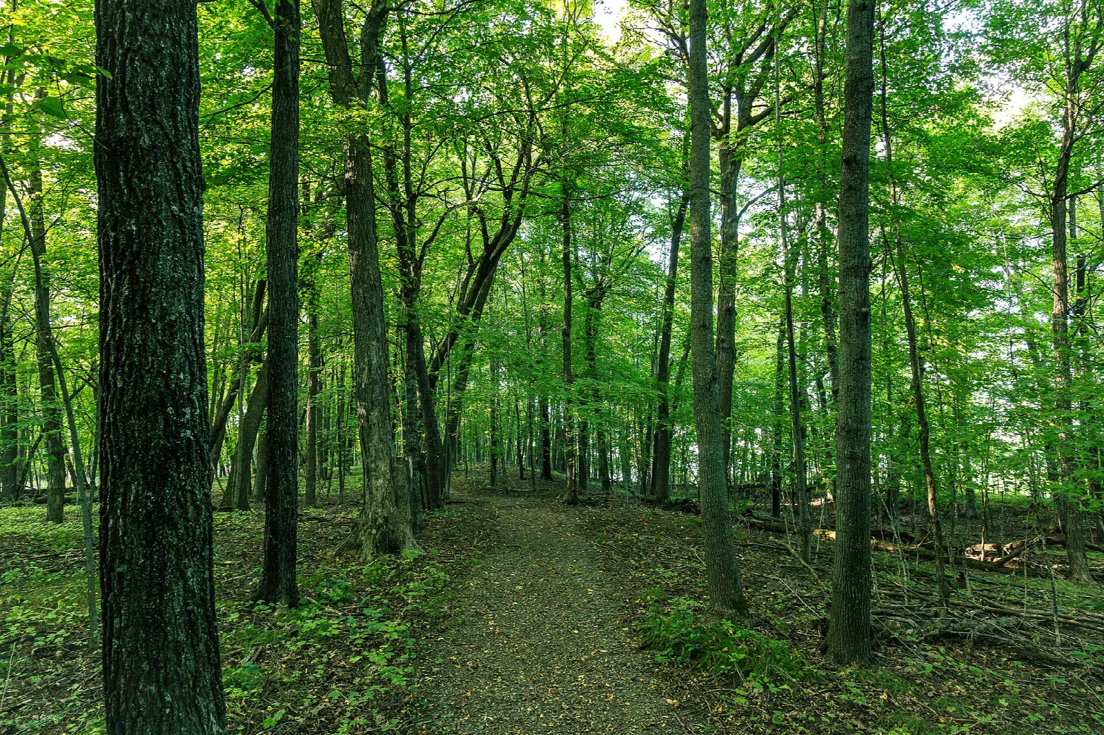 Grass trail through green woods