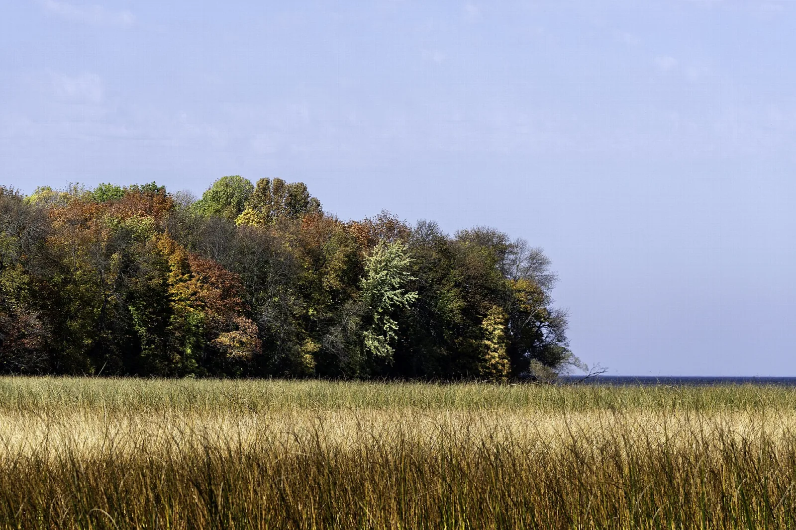 Golden grass and a stand of autumn trees beside a lake