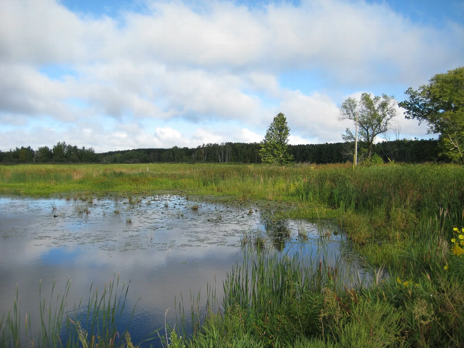 Marsh pond with reeds and a line of trees under blue sky