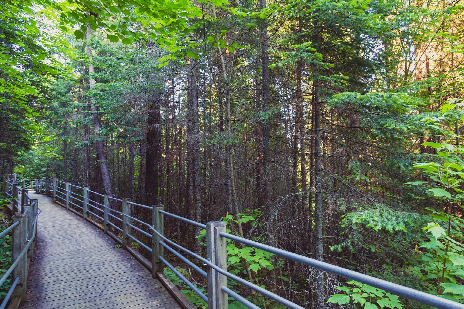 Wooden boardwalk with railings through a green forest