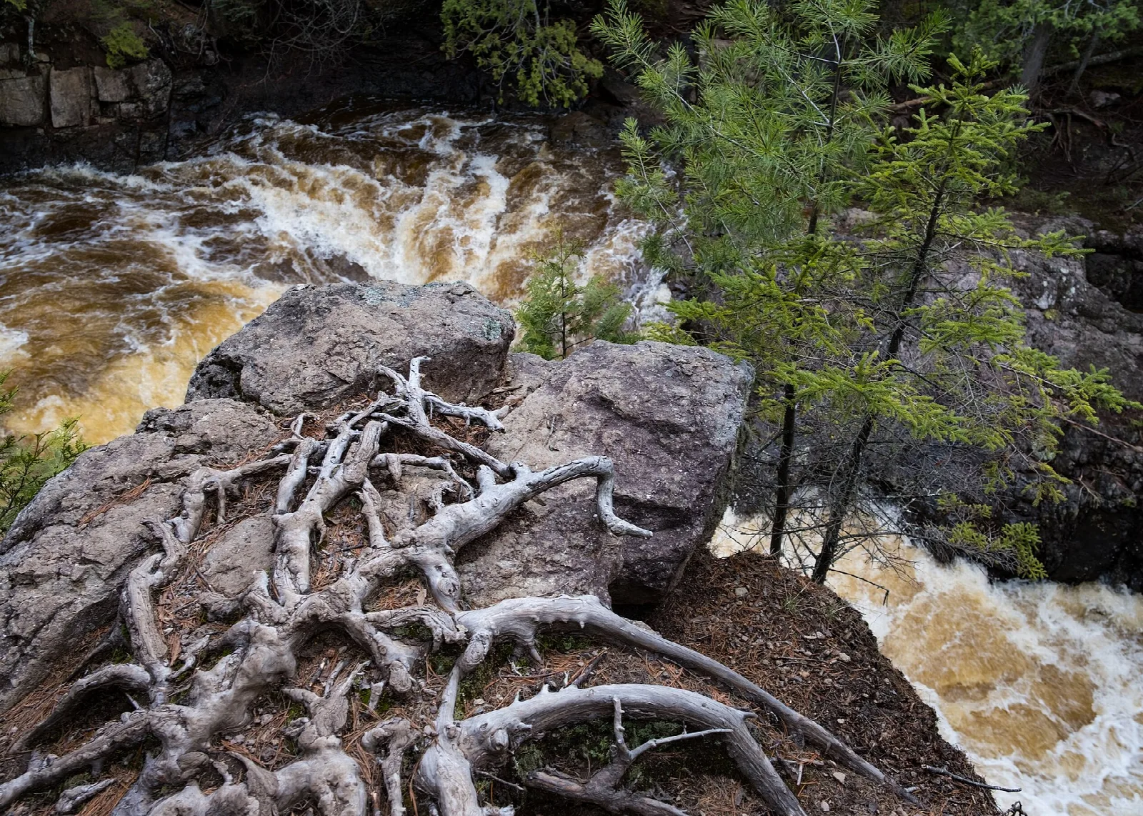 River rapids past rocks and tree roots