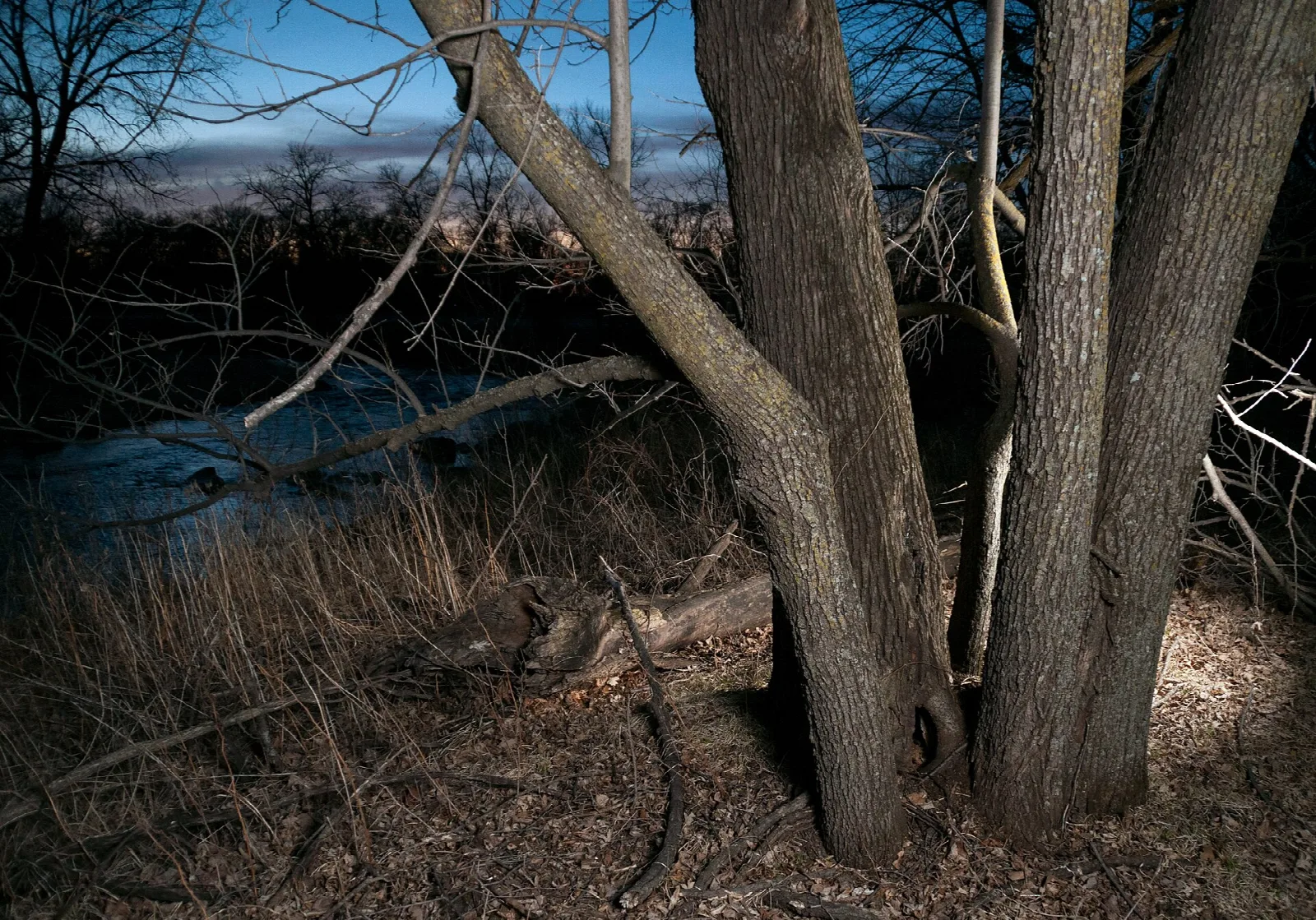 River glimpsed between tree trunks at dusk