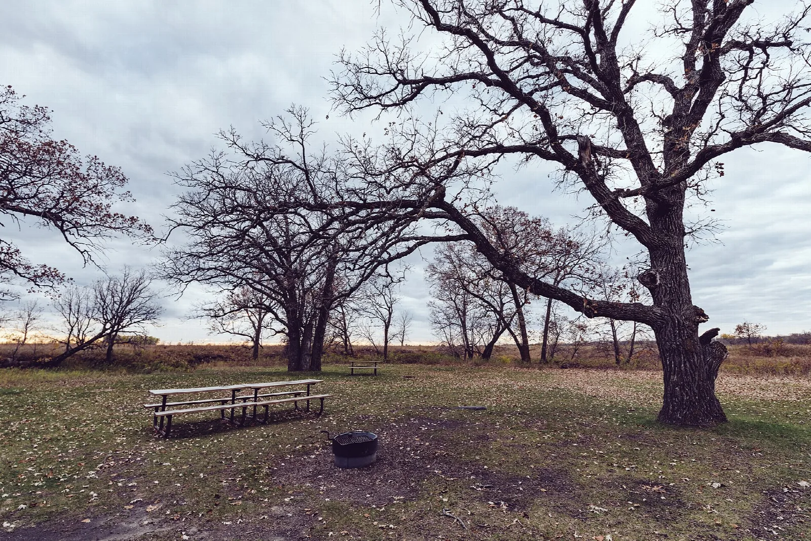 Picnic table and fire ring on open grass beneath old oak trees