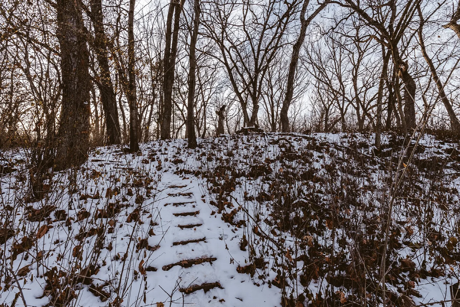 Snowy wooden steps climbing a wooded hillside