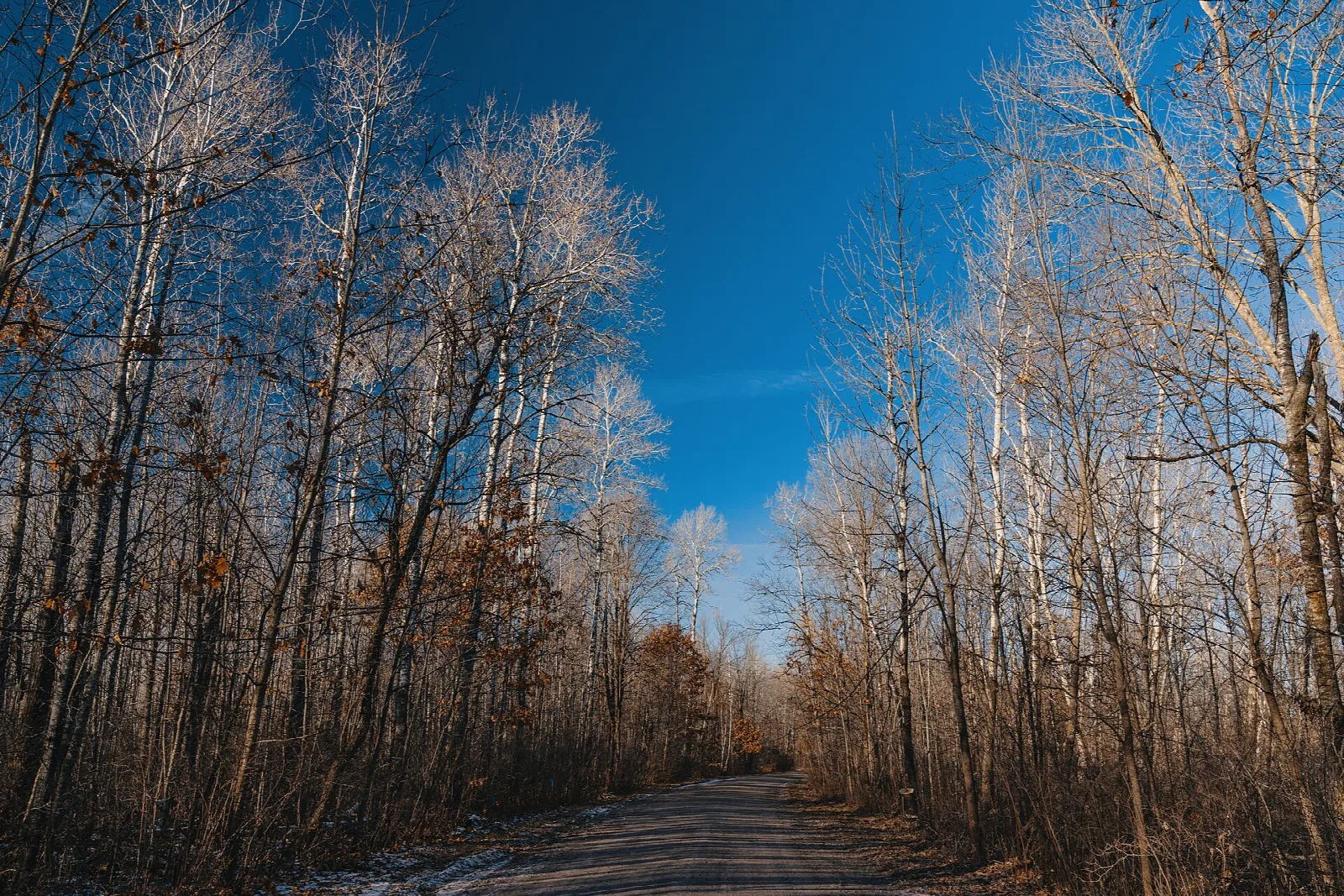Dirt road between bare trees under a blue sky
