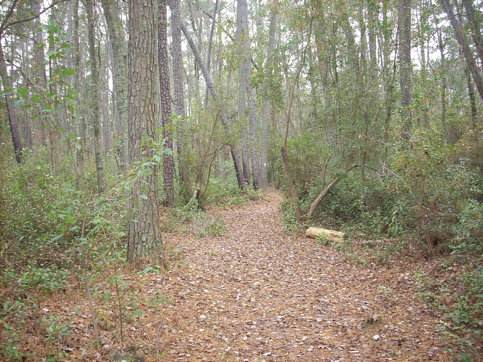 Leaf-covered trail through tall wet woods