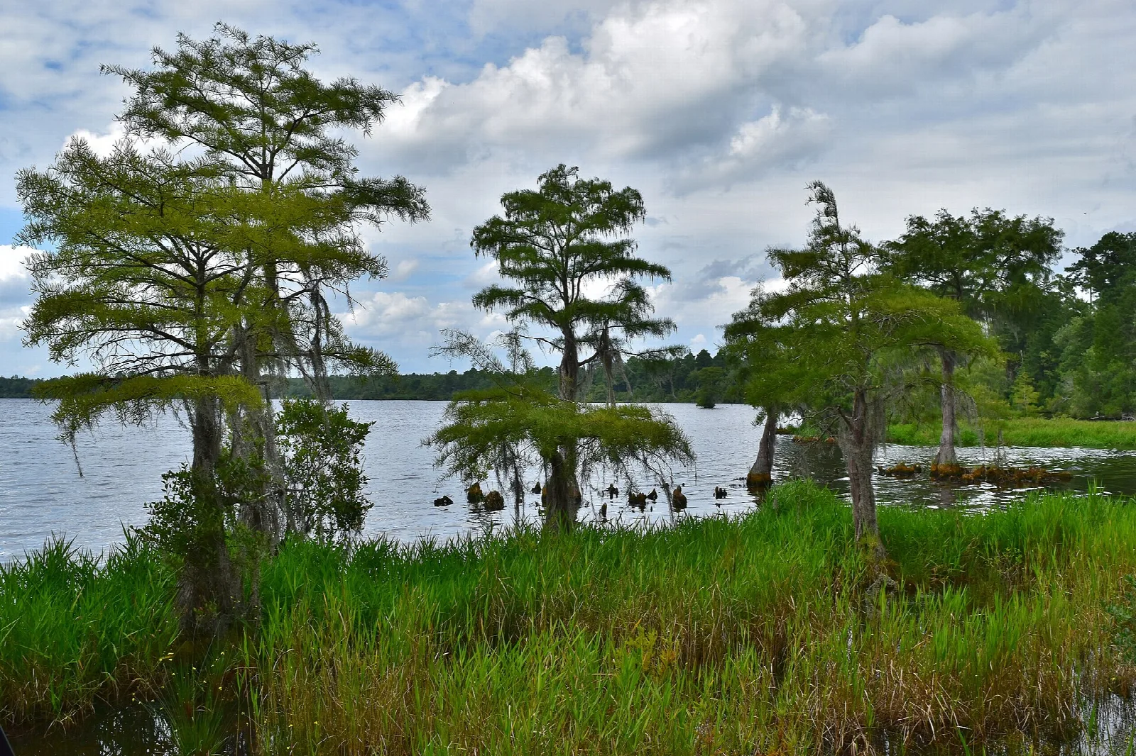 Bald cypress trees on a grassy lake edge under a cloudy sky