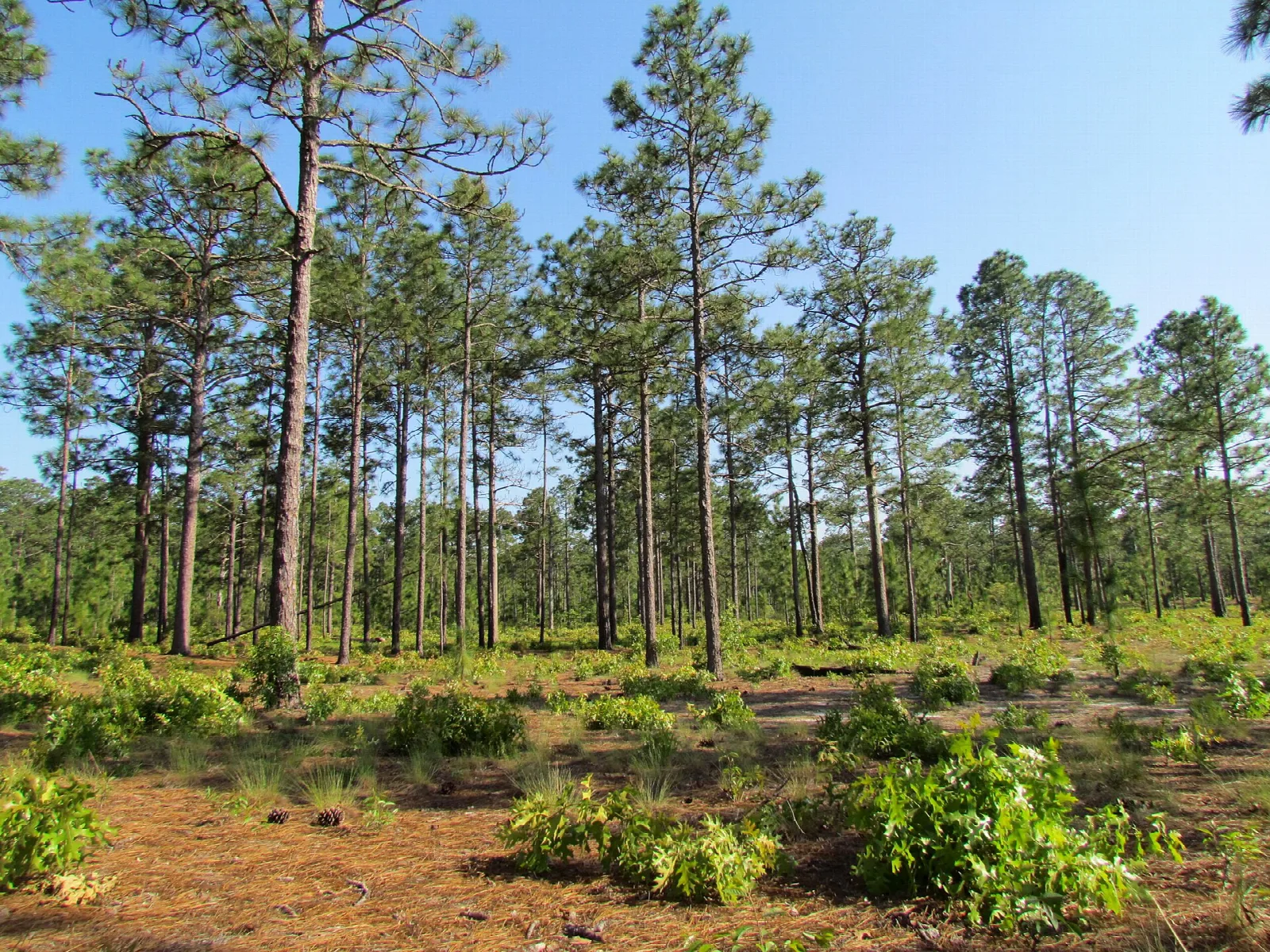 Tall longleaf pines in an open sunny forest