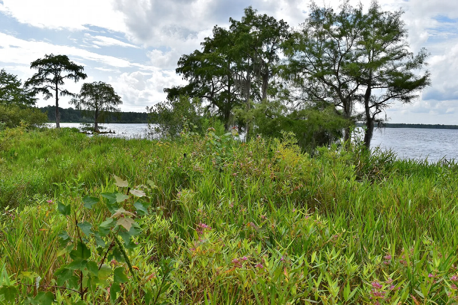 Lake shoreline with grass and cypress trees under clouds