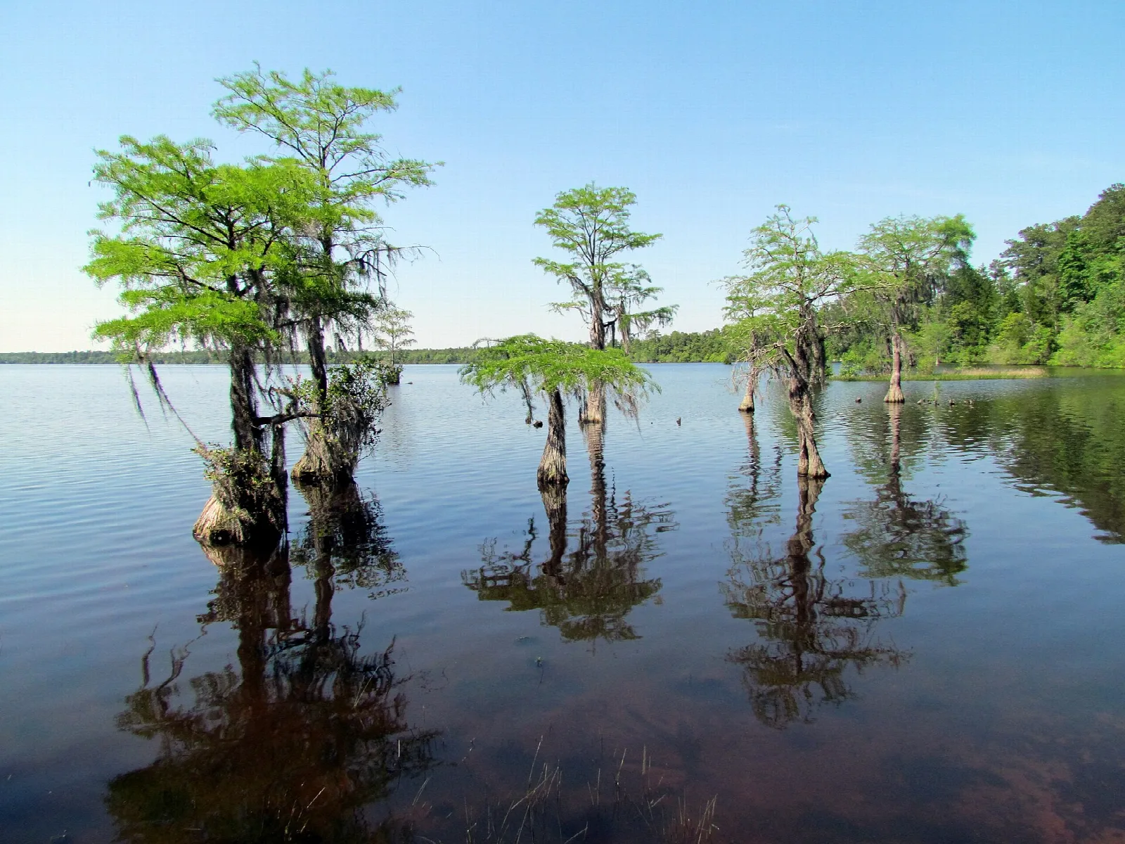 Bald cypress trees standing in calm lake water with reflections