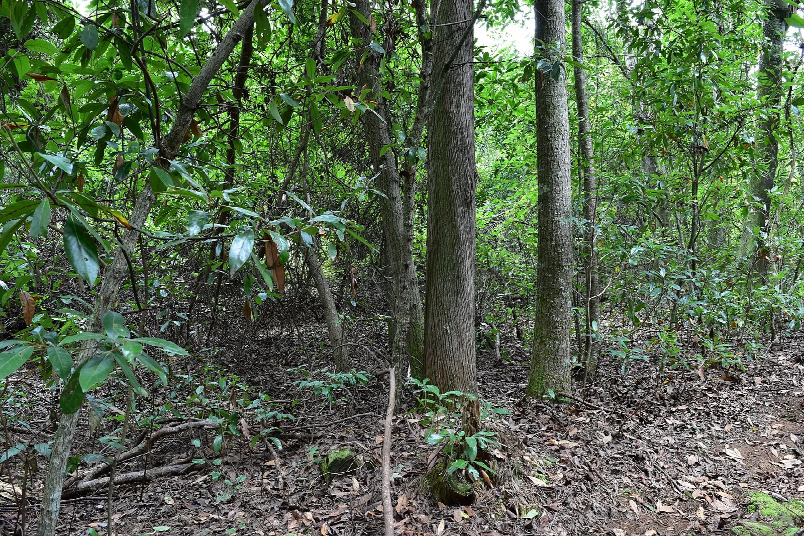 Shady forest with trees and dense green understory over a leafy dirt floor