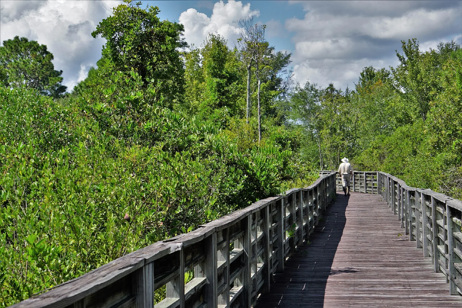 Wooden boardwalk through green shrubs and trees